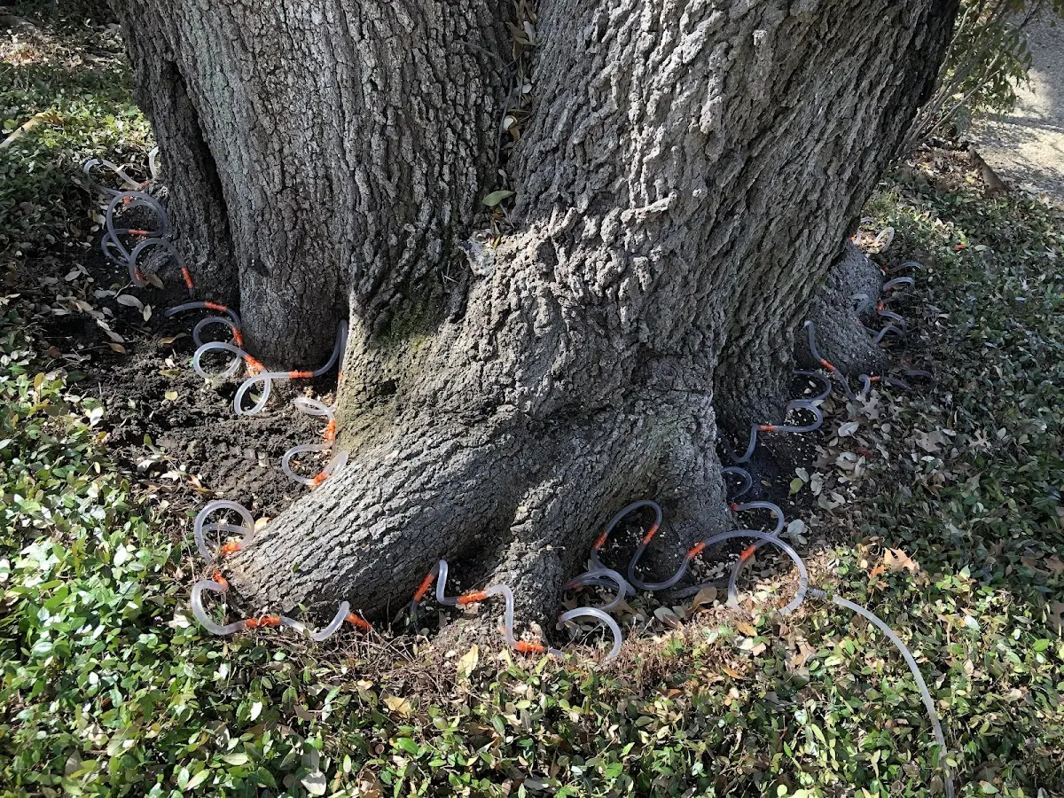Detailed Tree Cabling and Bracing job site in Hattieville