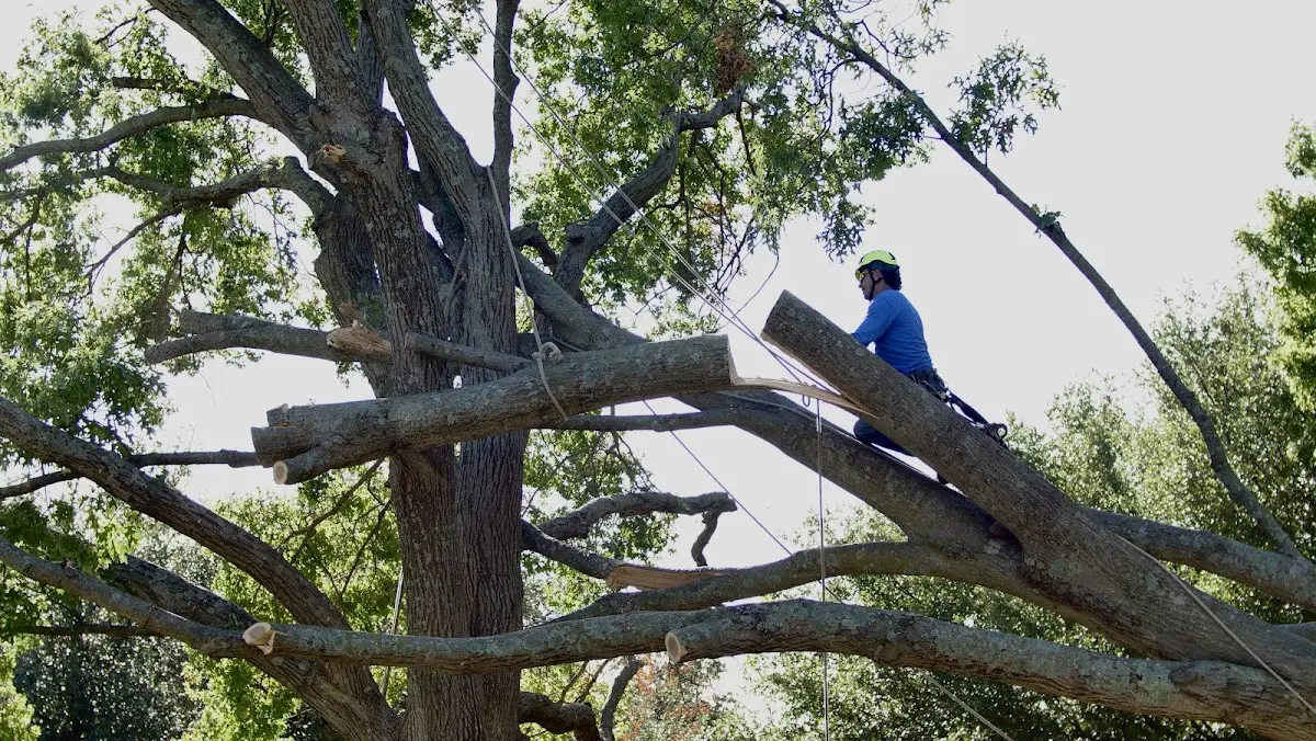 Professional Crown Thinning performed by certified arborists in Hattieville