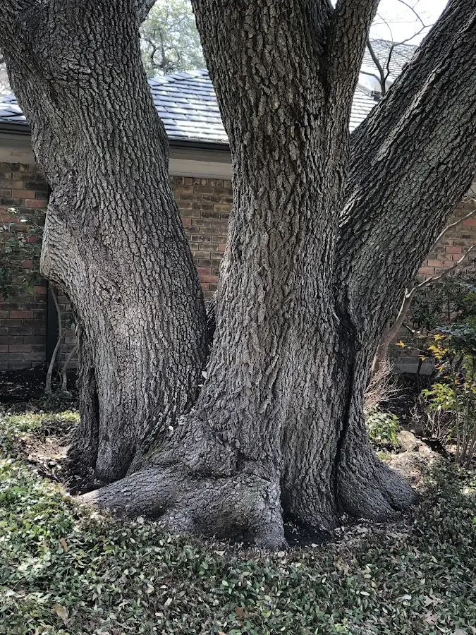 Mature heritage tree close to a Hattieville property cared for by certified arborists